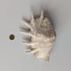 Large pink shell - Large Lambis - Strombidae - Lambis Truncata with 7 digitizations