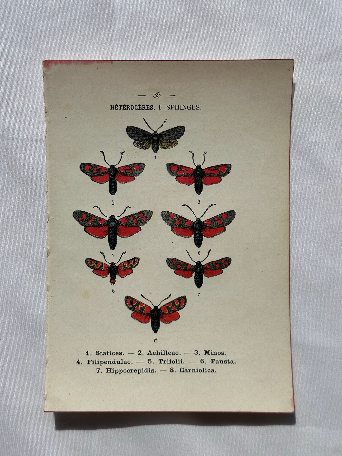 Gravure naturaliste  Papillon 19eme affiche botanique originale 1800