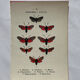 Gravure naturaliste  Papillon 19eme affiche botanique originale 1800