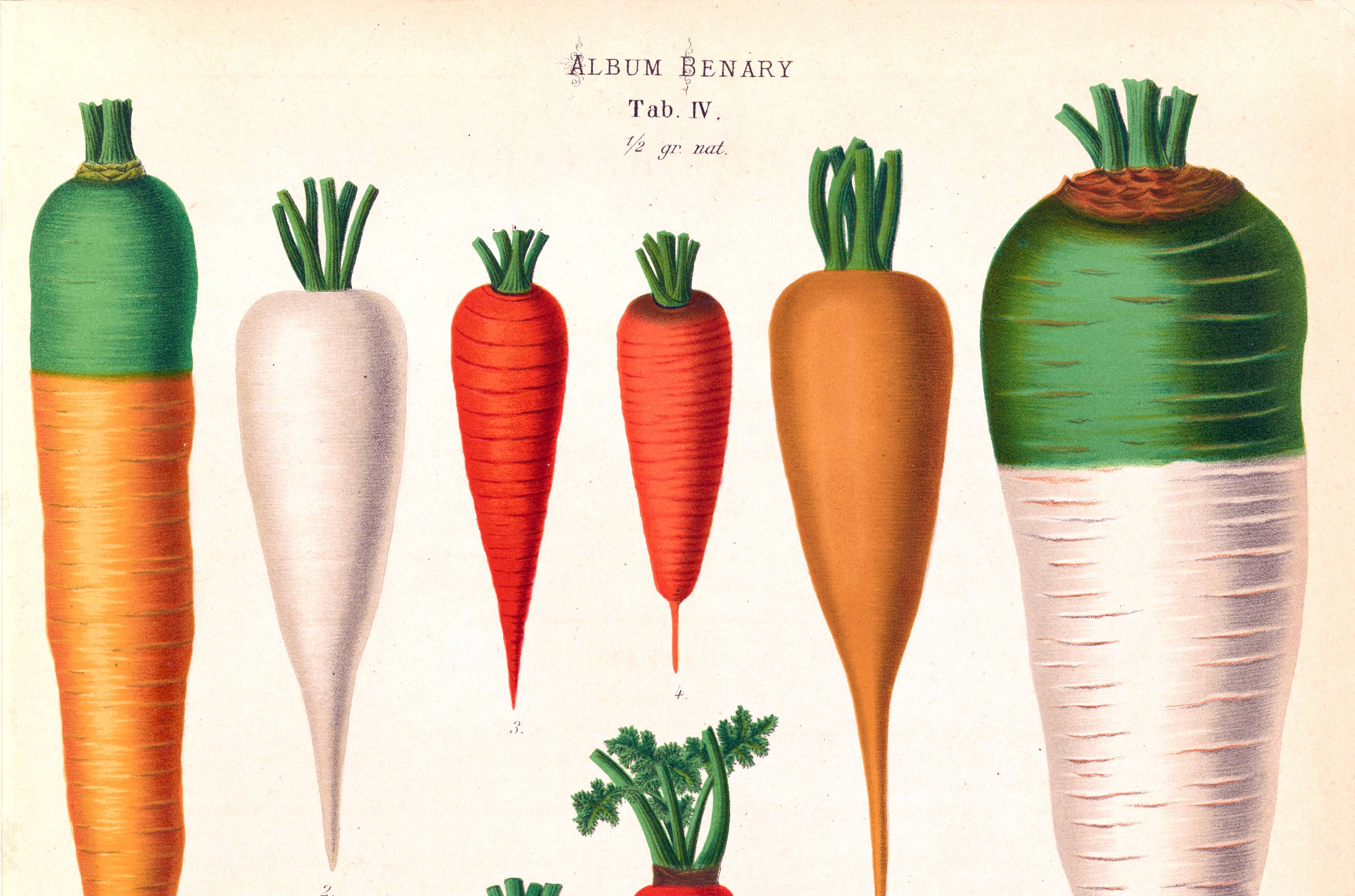 Poster about Carrots, based on an old engraving from 1886.