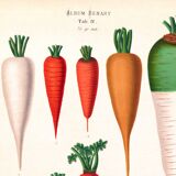 Poster about Carrots, based on an old engraving from 1886.