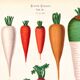 Poster about Carrots, based on an old engraving from 1886.