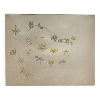 Marcel Corrette, Art Nouveau Floral Study of Bird's-Eye Lotus, Watercolor