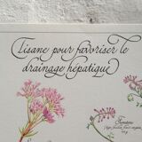 Botanical poster: tisane