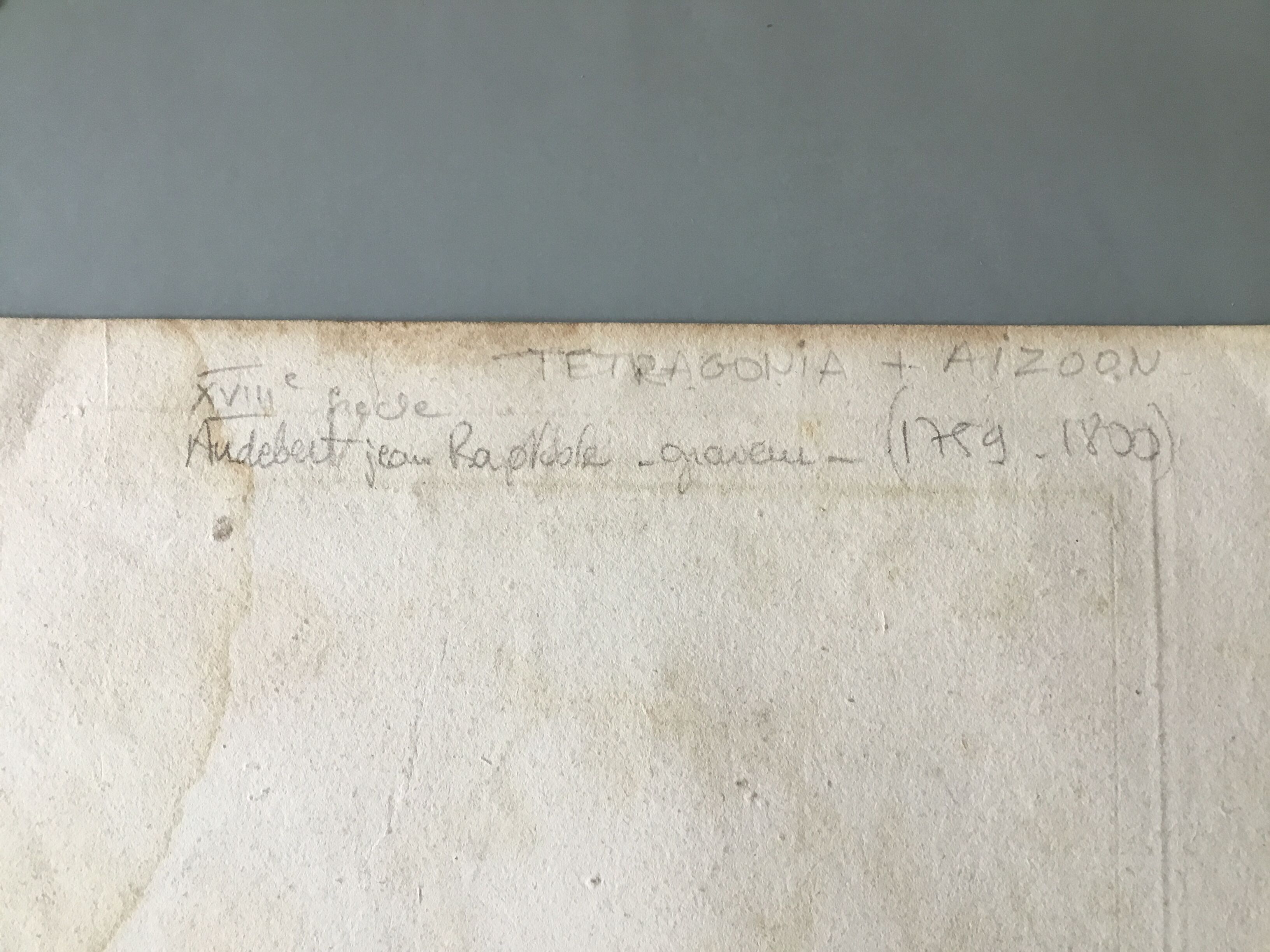 Lots of 4 old engravings, Natural History, Botany