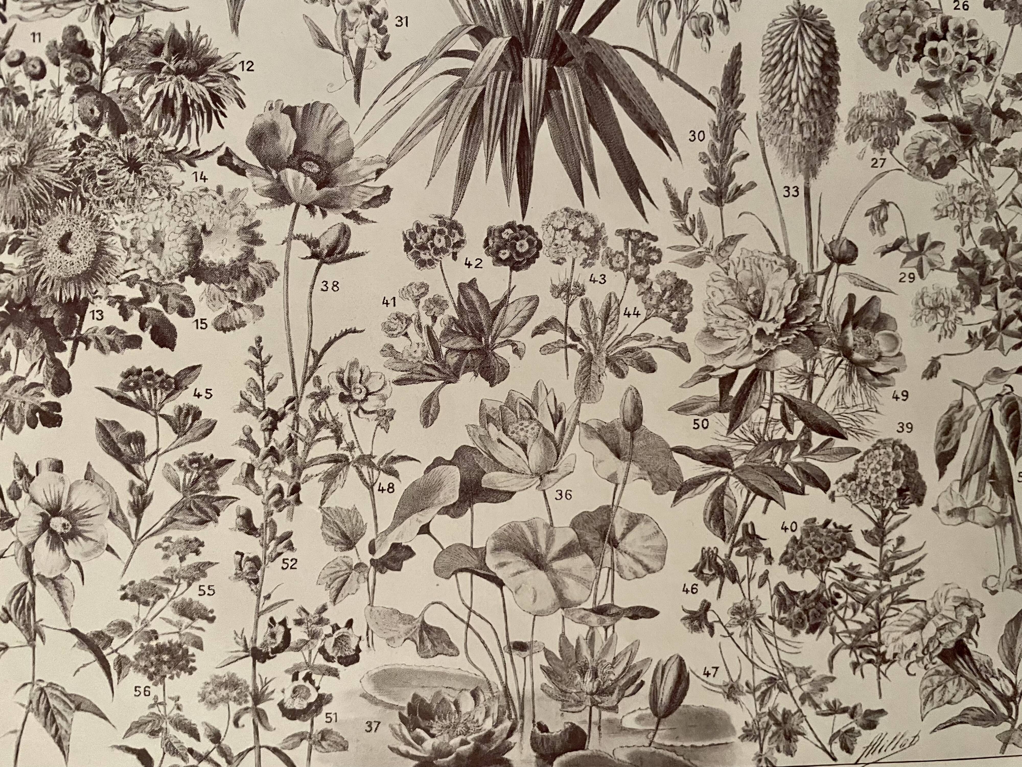 Lithograph on flowers from 1928, annuals and biennials plants