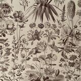 Lithograph on flowers from 1928, annuals and biennials plants