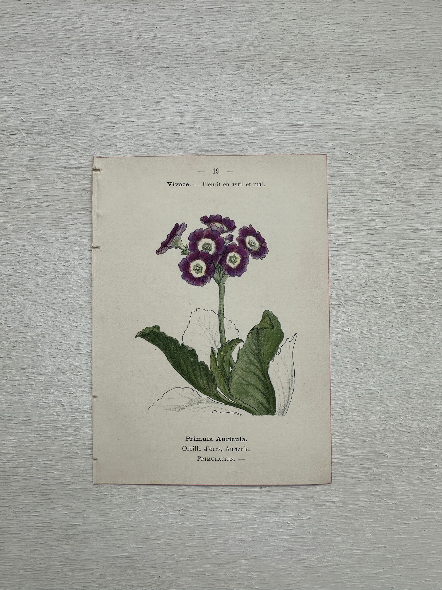 Botanical Plate 1800 Old Naturalist Engraving 19th Century Double-Sided
