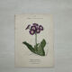 Botanical Plate 1800 Old Naturalist Engraving 19th Century Double-Sided