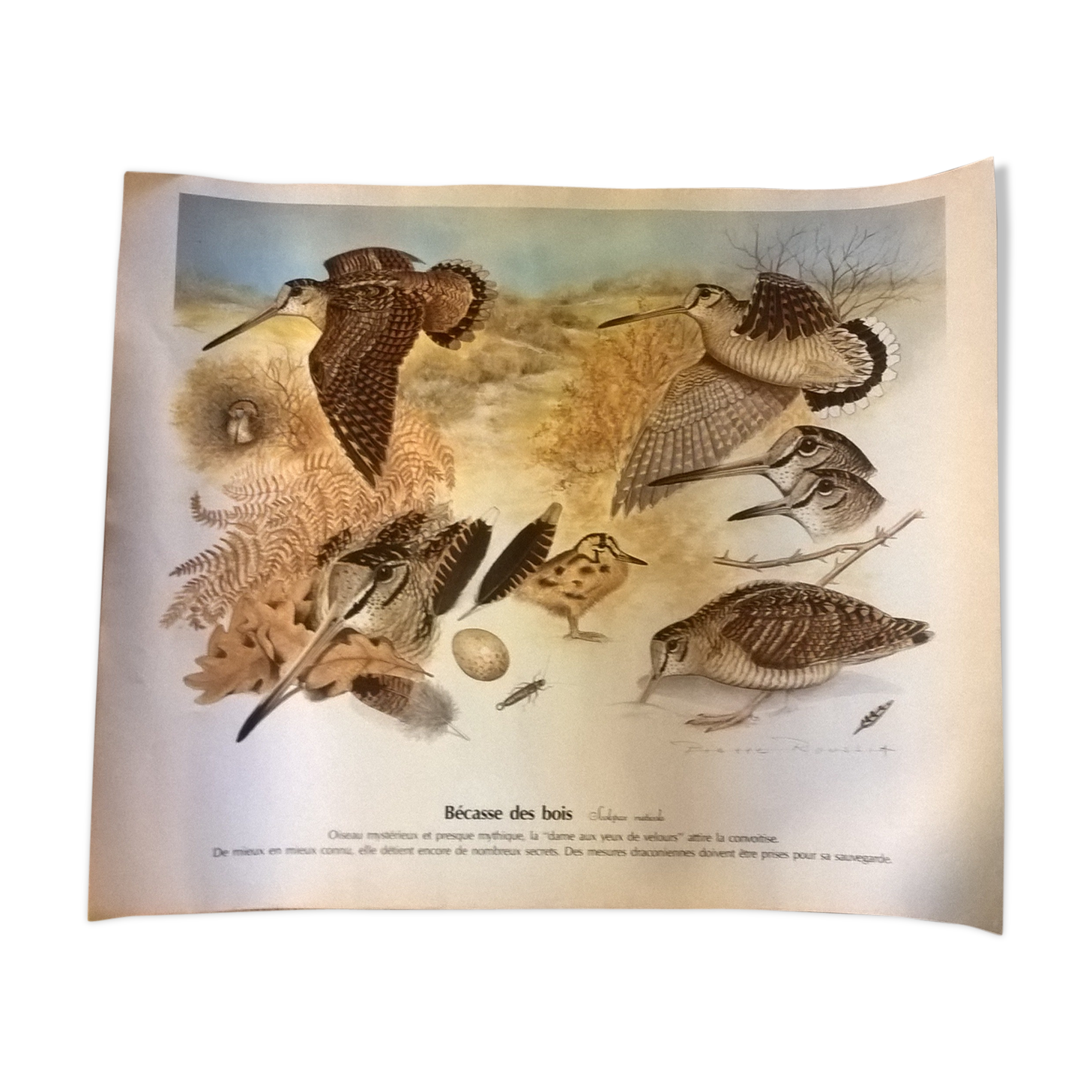 Plank of marsh bird drawings