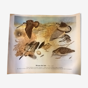 Planche de dessins d'oiseaux des marais