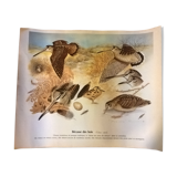 Plank of marsh bird drawings