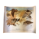 Planche de dessins d'oiseaux des marais