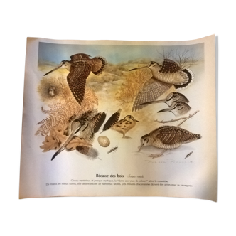 Plank of marsh bird drawings