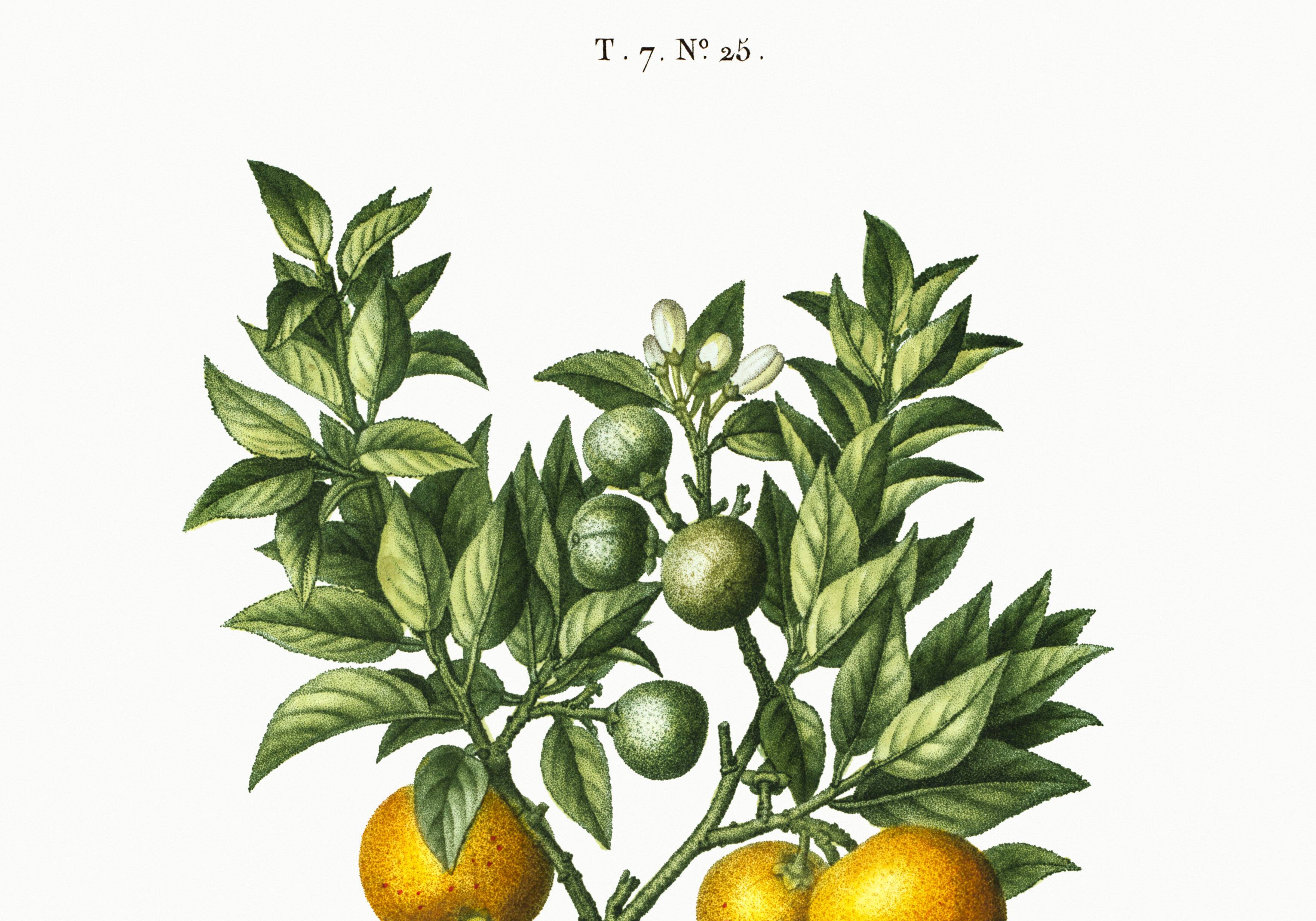 Poster about lemons, based on an old engraving from 1802