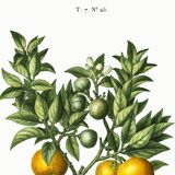 Poster about lemons, based on an old engraving from 1802