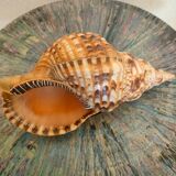 Charonia Tritonis Triton