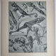 Two original plates "Etudes d'Animaux" by Mathurin Méheut, 1911