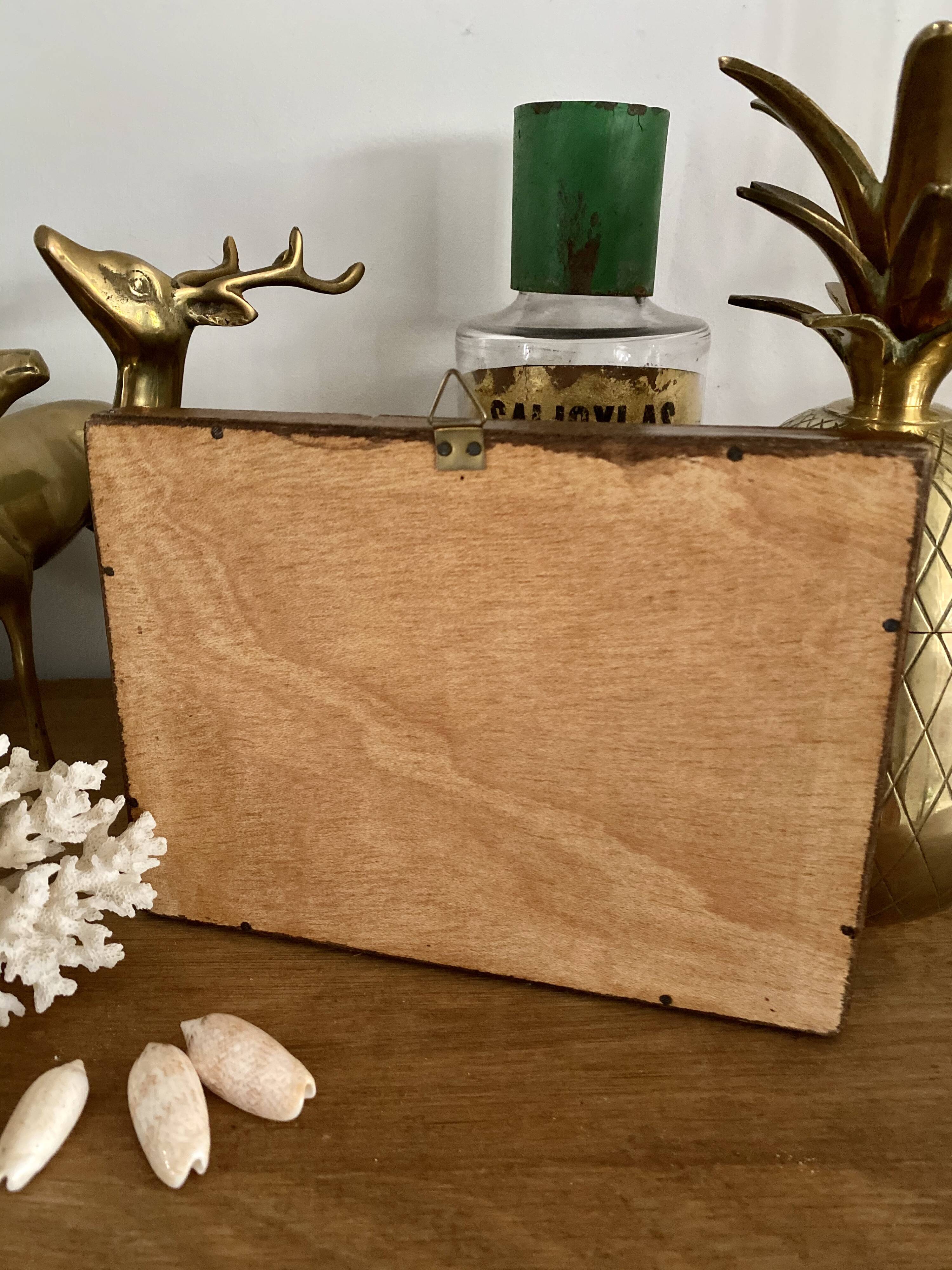 Frame 4 naturalized scorpions de curiosity cabinet