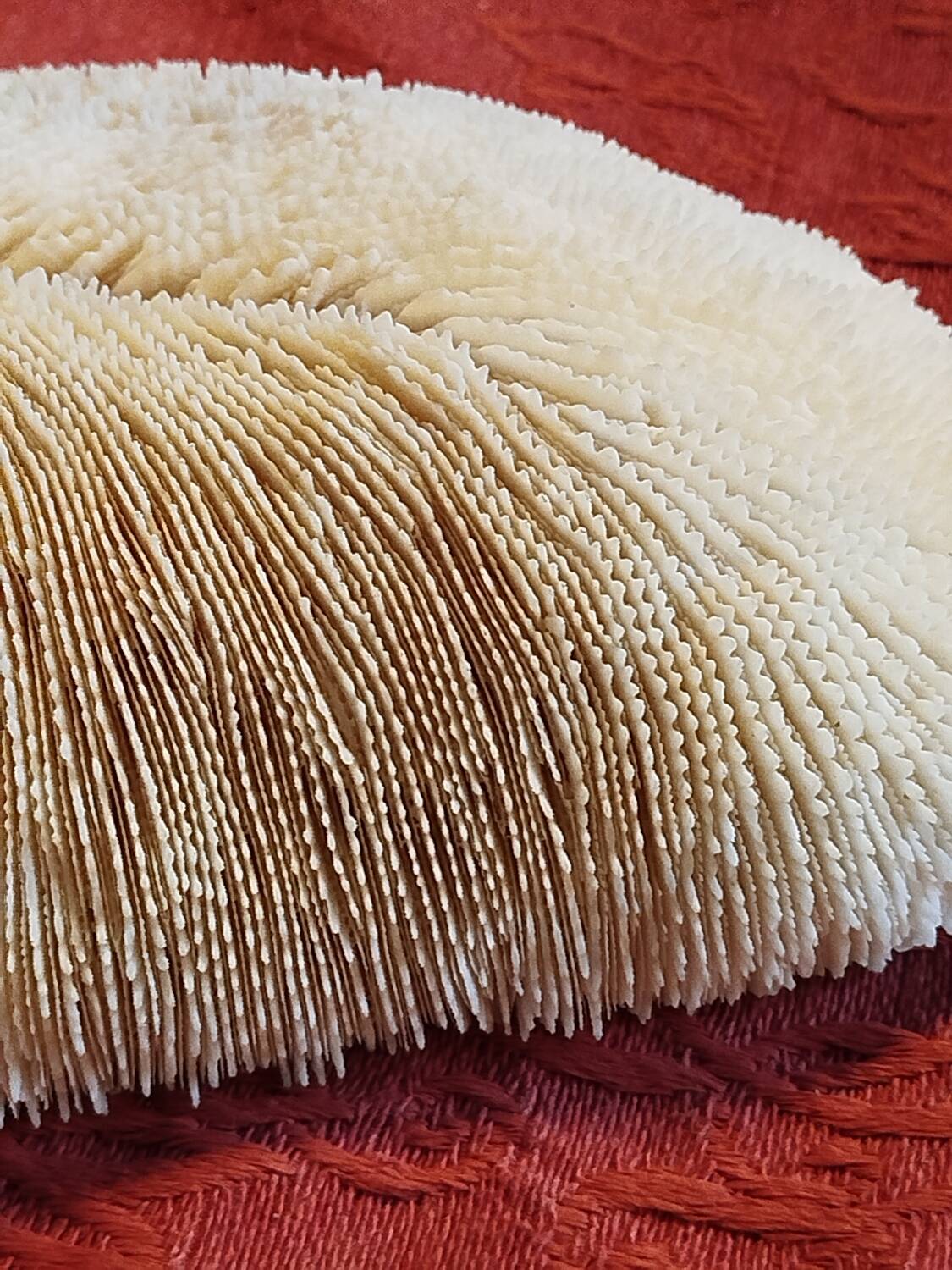 White coral fungia