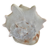 Blackcurrant shellfish