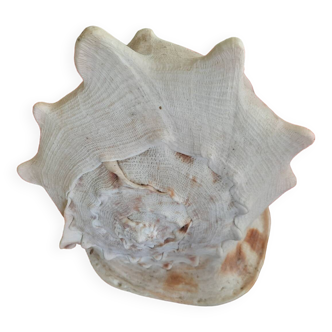 Blackcurrant shellfish