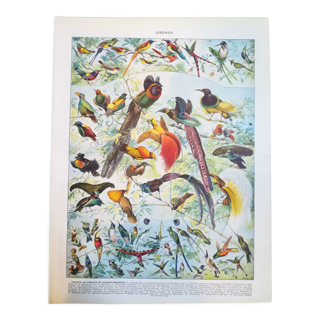 Lithographie Ancienne Oiseaux Exotiques – Cadre Style Baroque, Bois Et Plâtre, Vert, Bon état