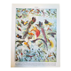 Lithographie sur les oiseaux exotiques de 1928