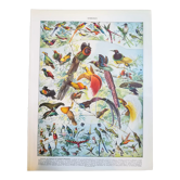 Lithographie sur les oiseaux exotiques de 1928