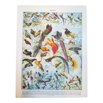 Lithographie sur les oiseaux exotiques de 1928