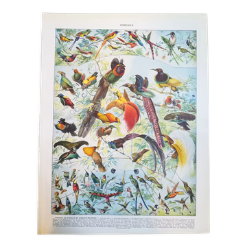 Lithographie sur les oiseaux exotiques de 1928