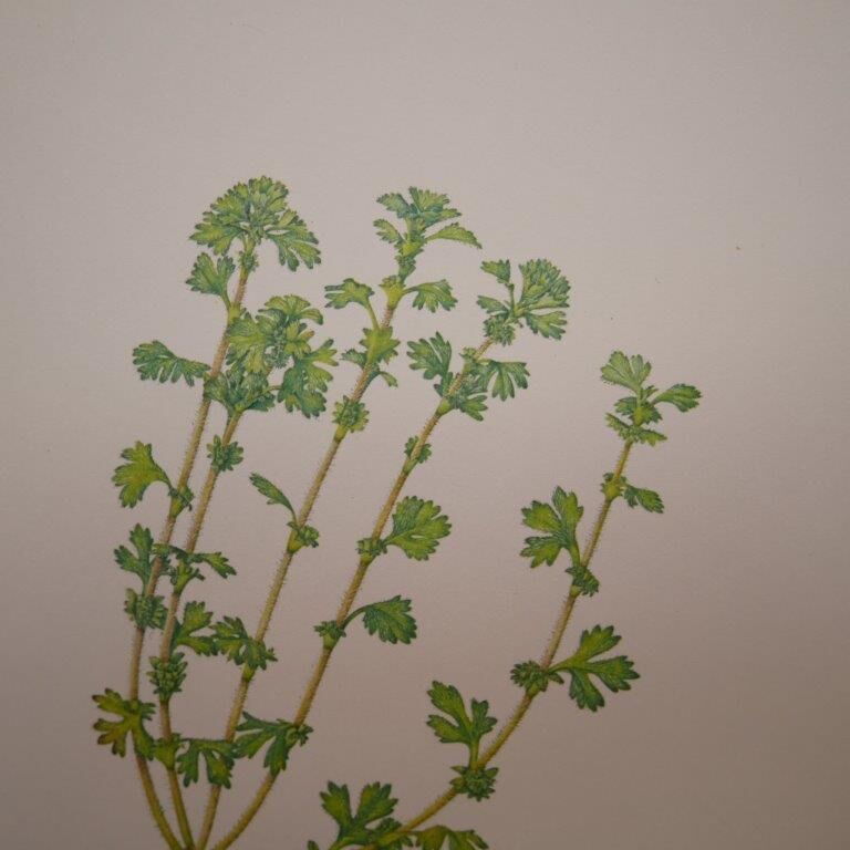 Botanical plate Alchemille