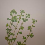 Botanical plate Alchemille