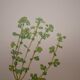 Botanical plate Alchemille