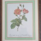 Set of 4 prints after P J Redoute