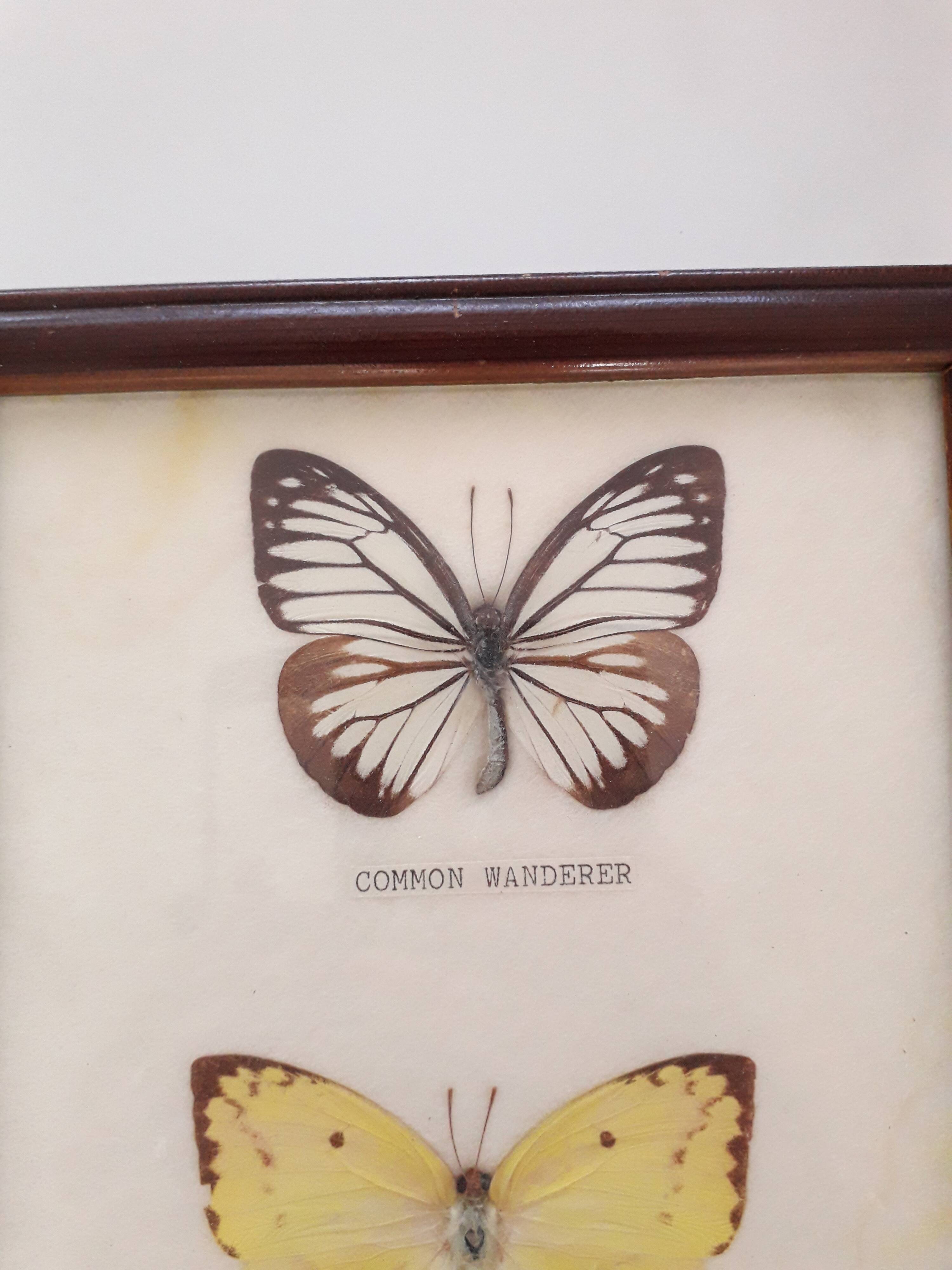 Butterfly frame