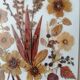 Ancient herbarium