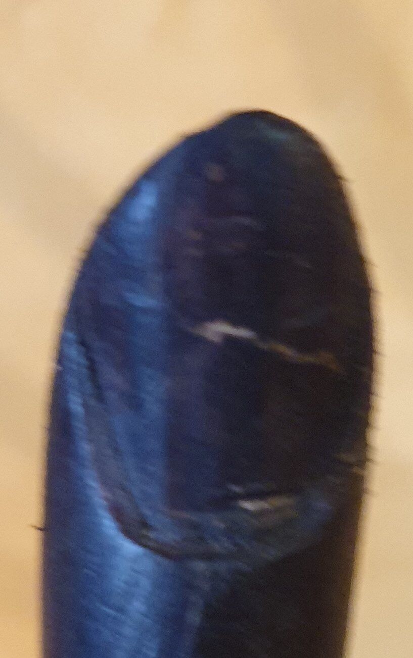 Hand carved in blackened wood, 70s