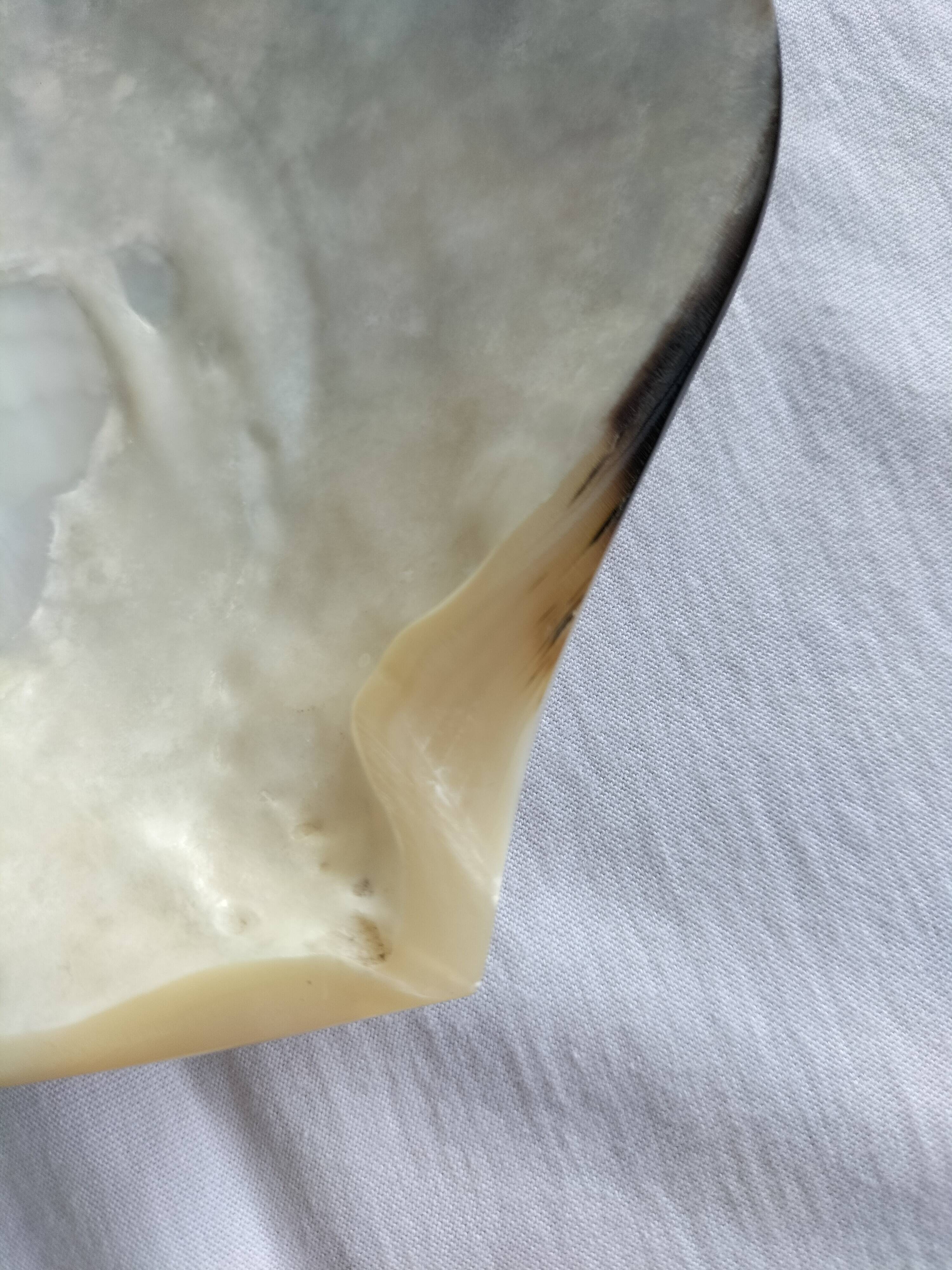 Shell-shaped pocket tray from the pearl oyster of the islands.