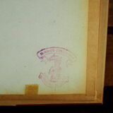 Five butterflies on cotton wool under frame - 60s / 70s