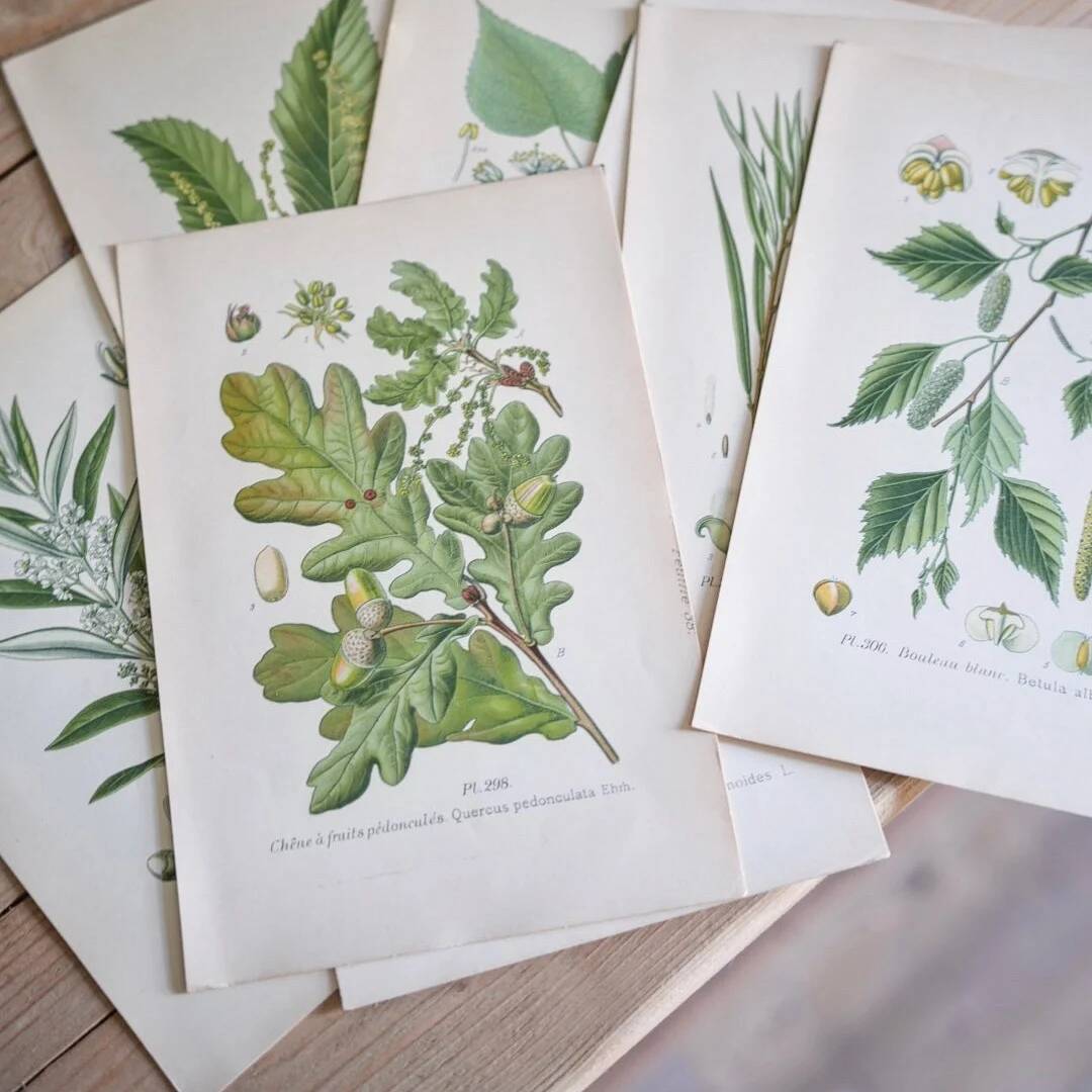 Planche de botanique Châtaignier
