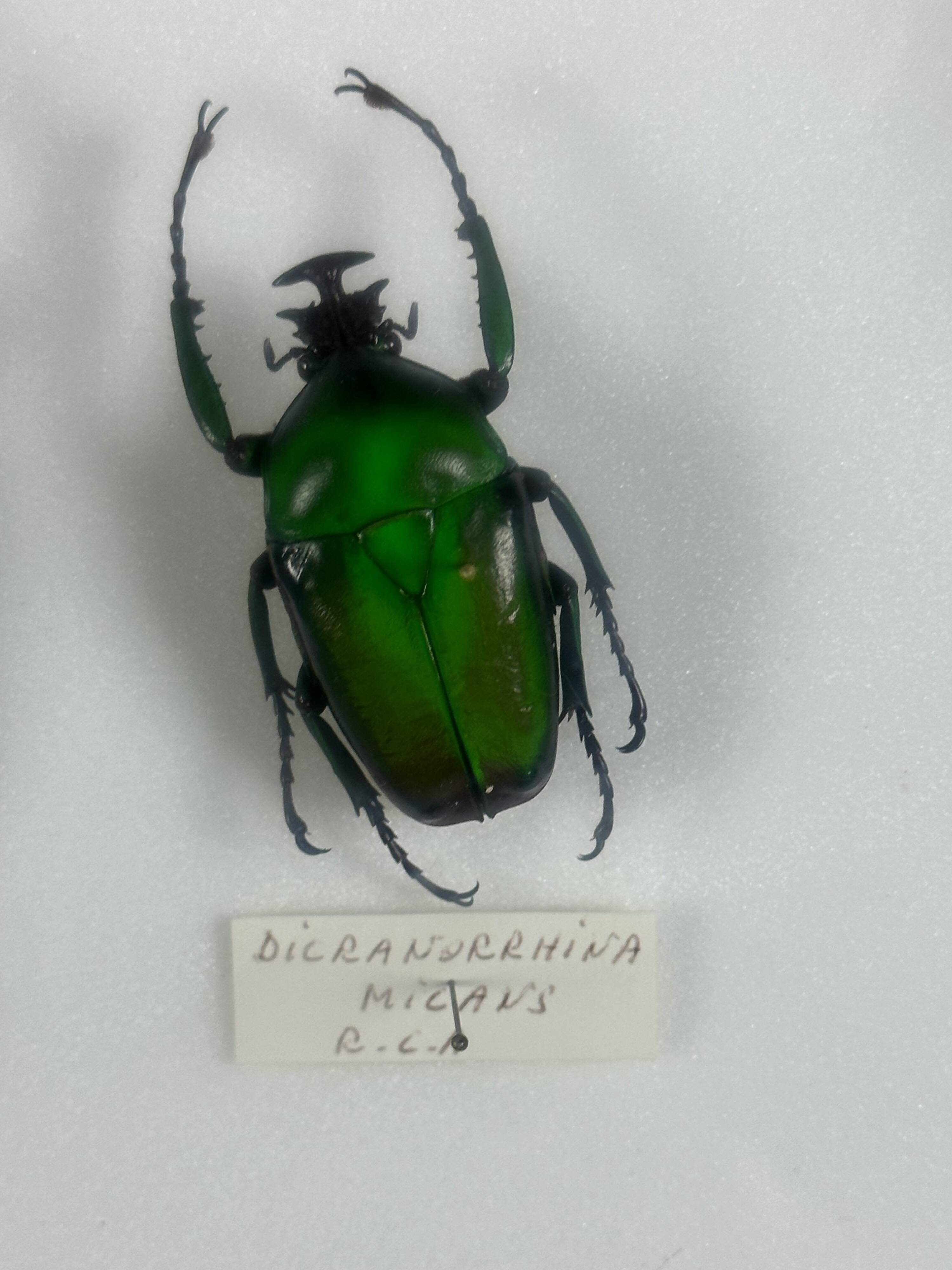 Old entomological insect frame 21 species