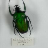 Old entomological insect frame 21 species