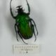 Old entomological insect frame 21 species