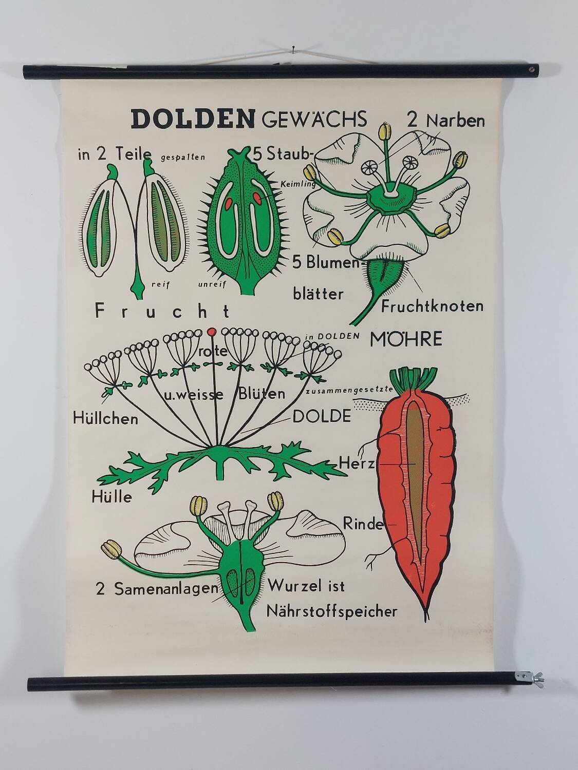 Vintage educational wall hanging roll chart biology plants