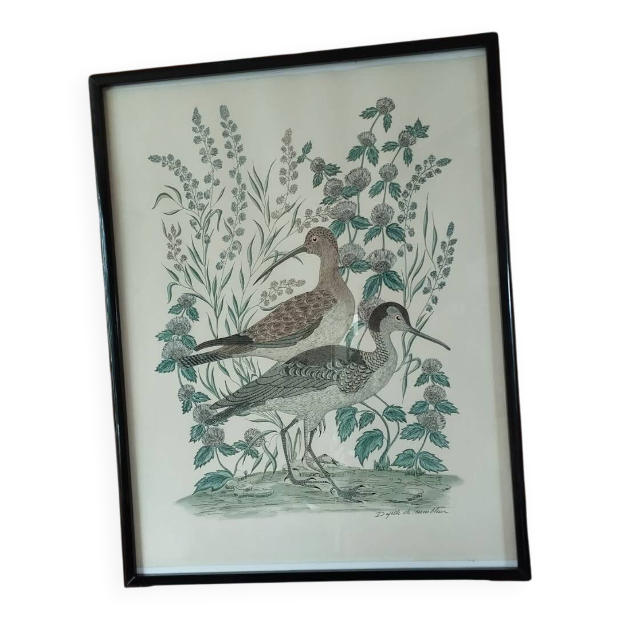 Aquarelle courlis Dayelle de Terronblan