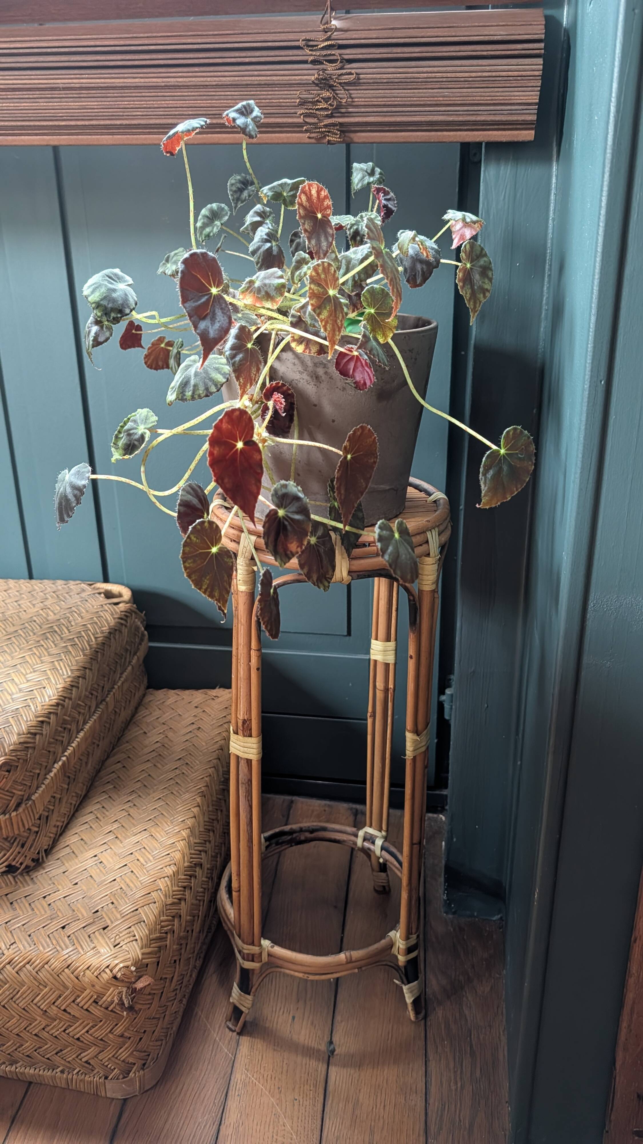 Selette plant stand in rattan and bamboo — 1960s/1970s