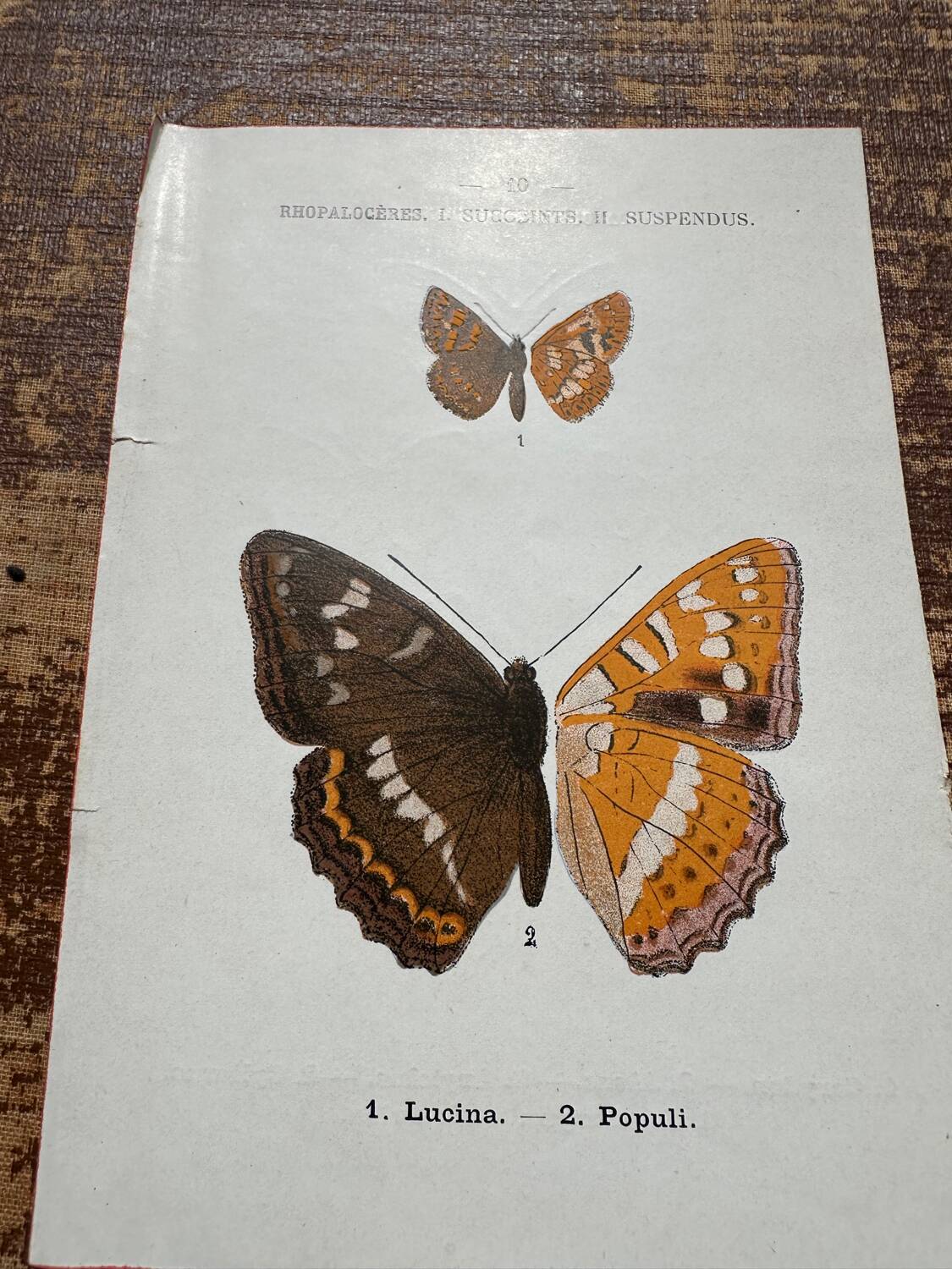 Naturalist engraving Butterfly Art Deco Circa 1800 botanical plate