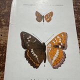 Lithographie naturaliste "Papillon" Art Déco, circa 1890