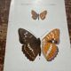 Naturalist engraving Butterfly Art Deco Circa 1800 botanical plate
